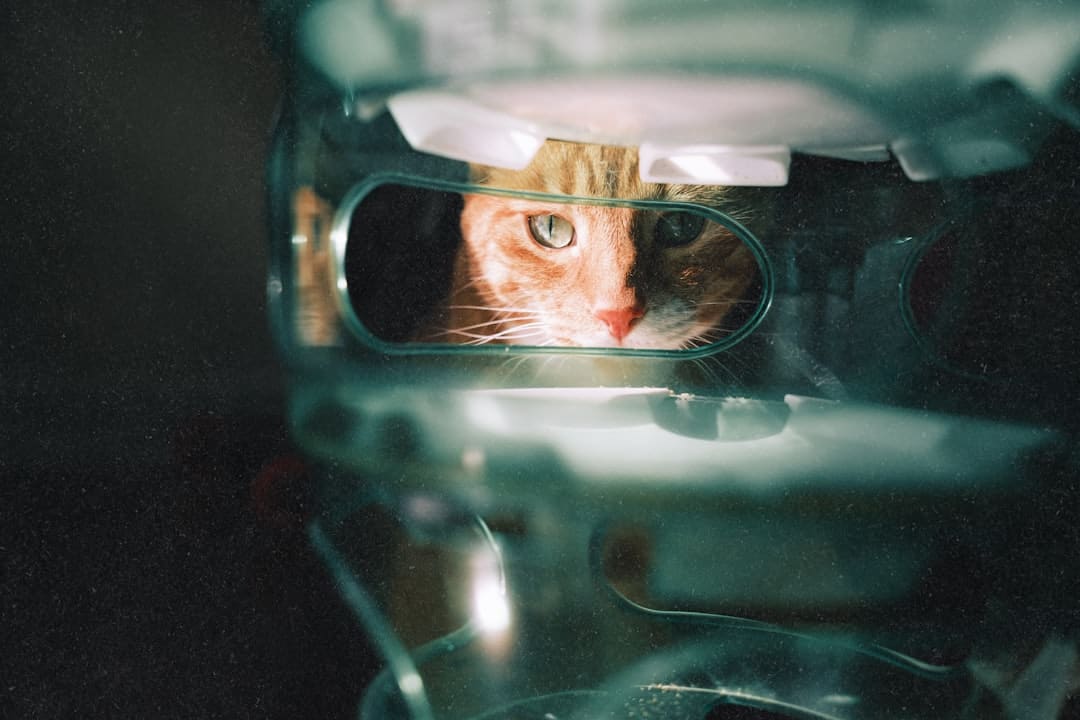 《献鱼》原著神交是什么意思?